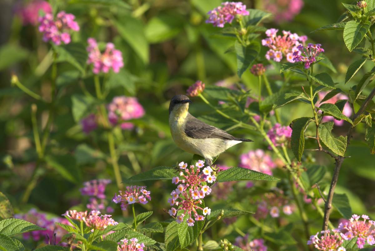 Suimanga Asiático - ML644511659