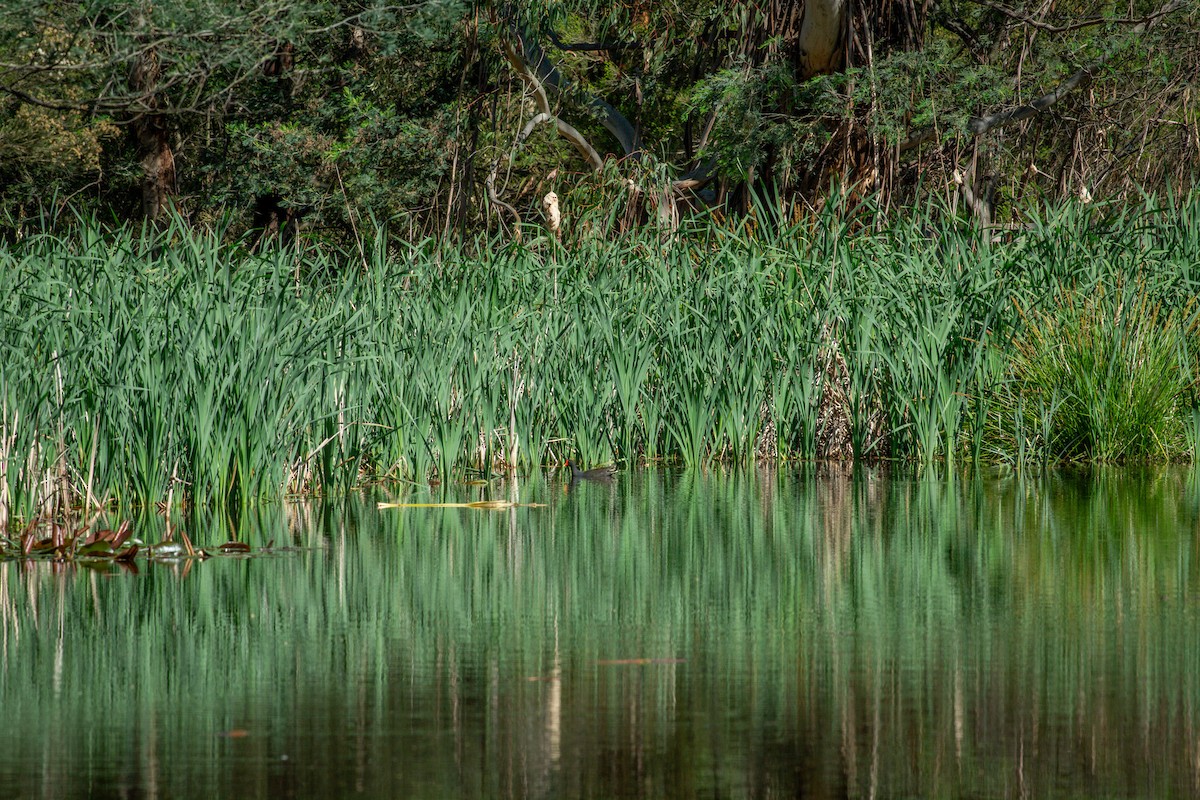 Dusky Moorhen - ML644511667