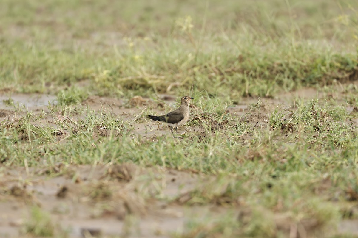 ツバメチドリ - ML644511671