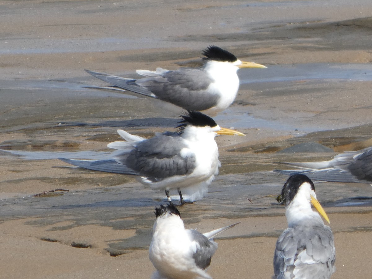 Great Crested Tern - ML644511681