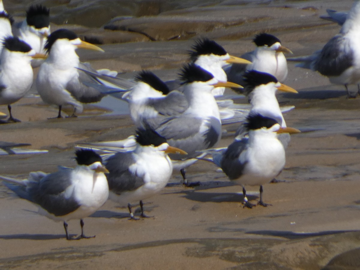 Great Crested Tern - ML644511682