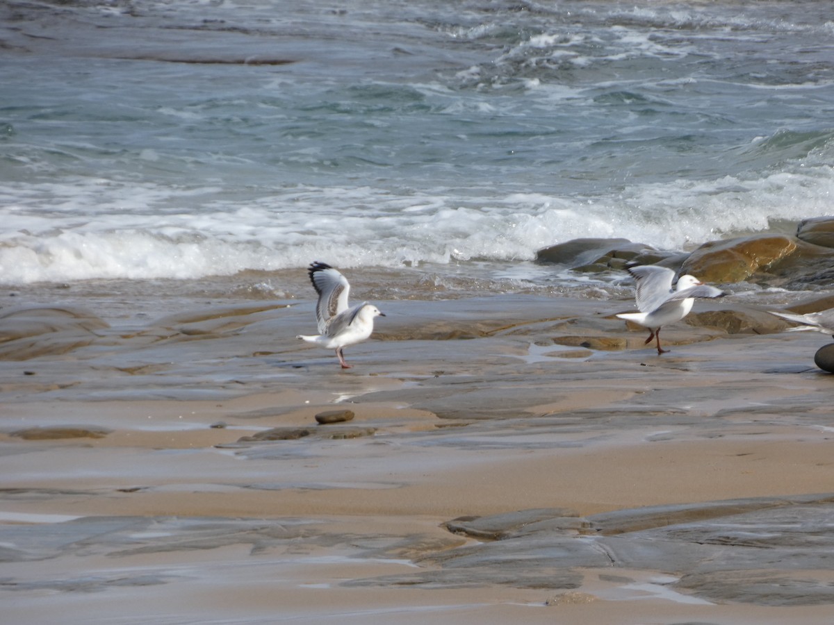 Great Crested Tern - ML644511683