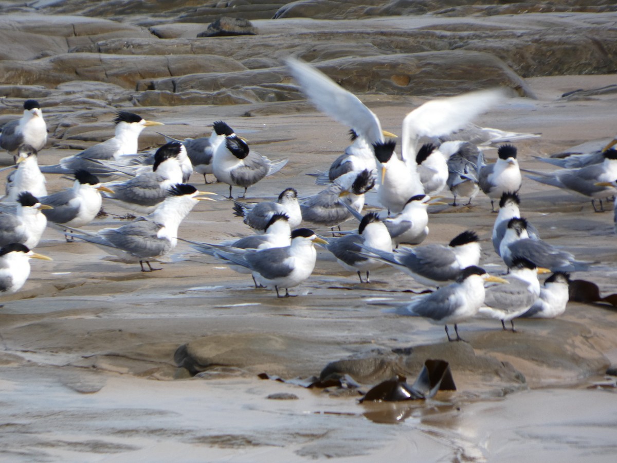 Great Crested Tern - ML644511684