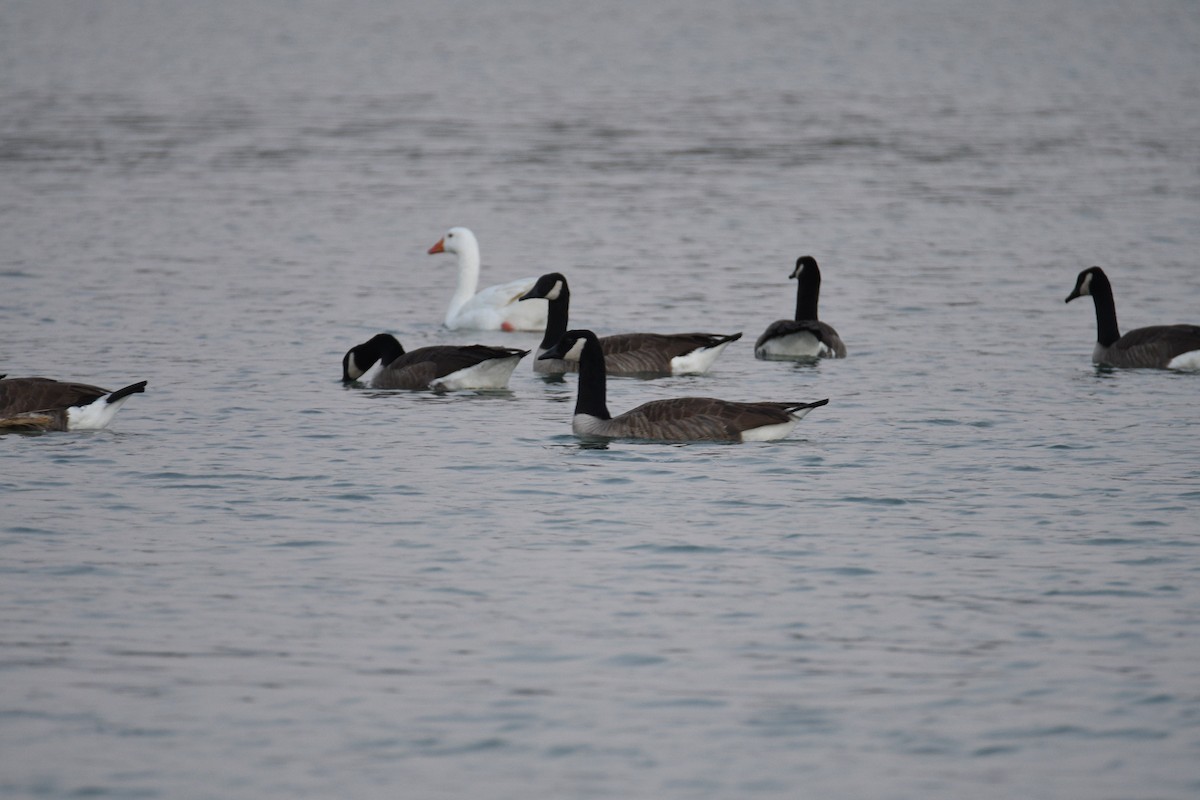 カナダガン - ML644511692