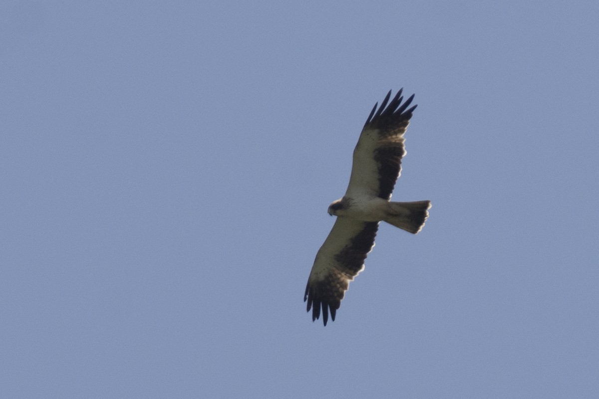 Águila Calzada - ML644511695