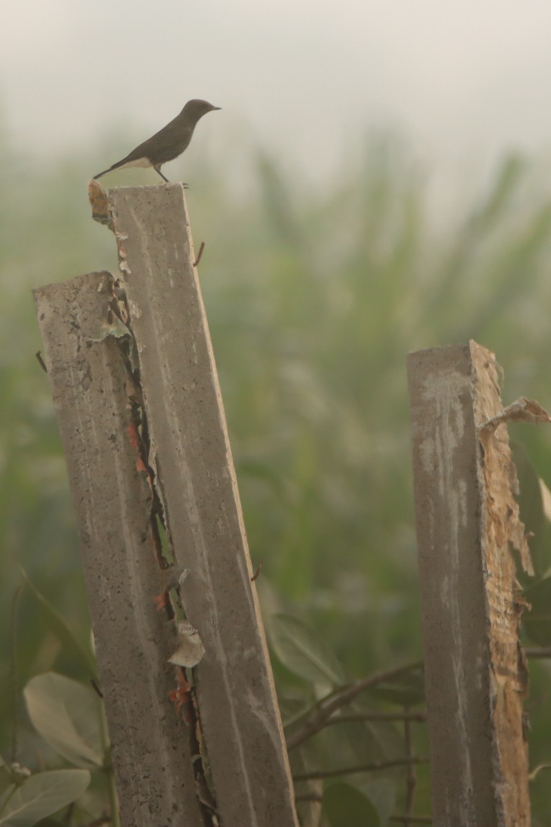 Collalba Variable - ML644511696