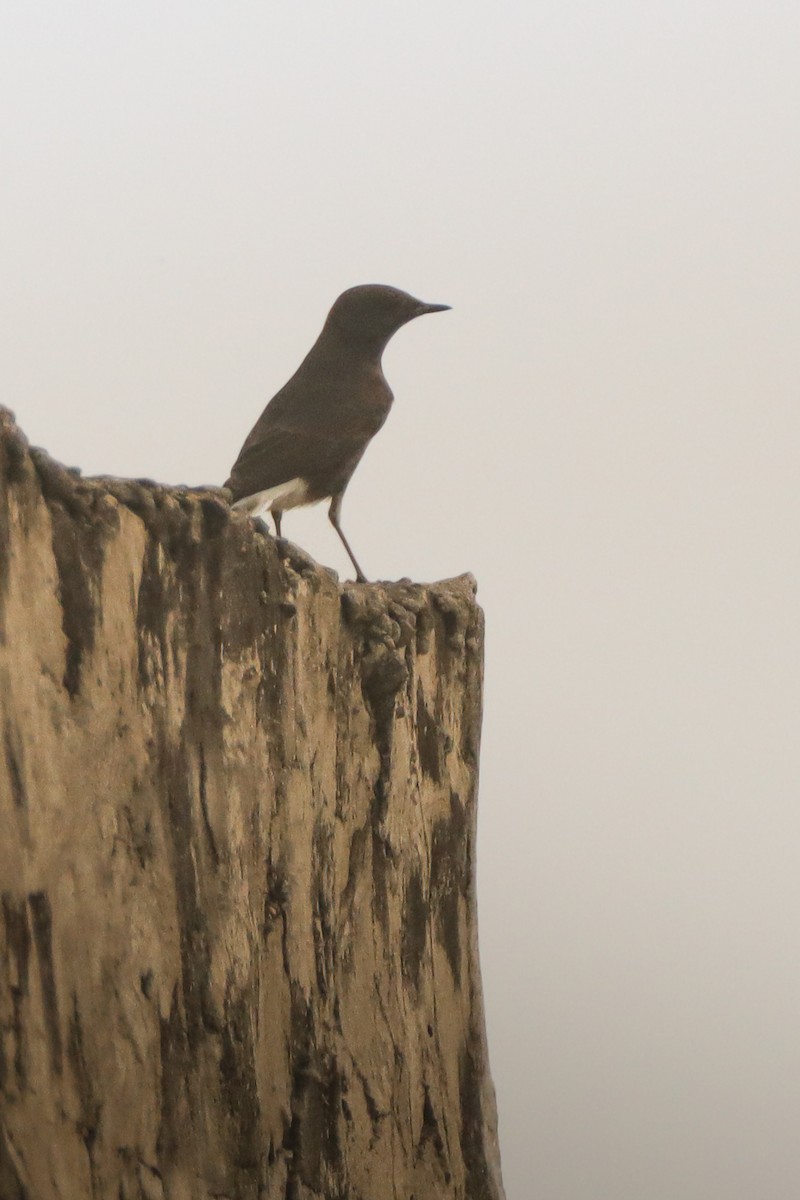 Collalba Variable - ML644511697