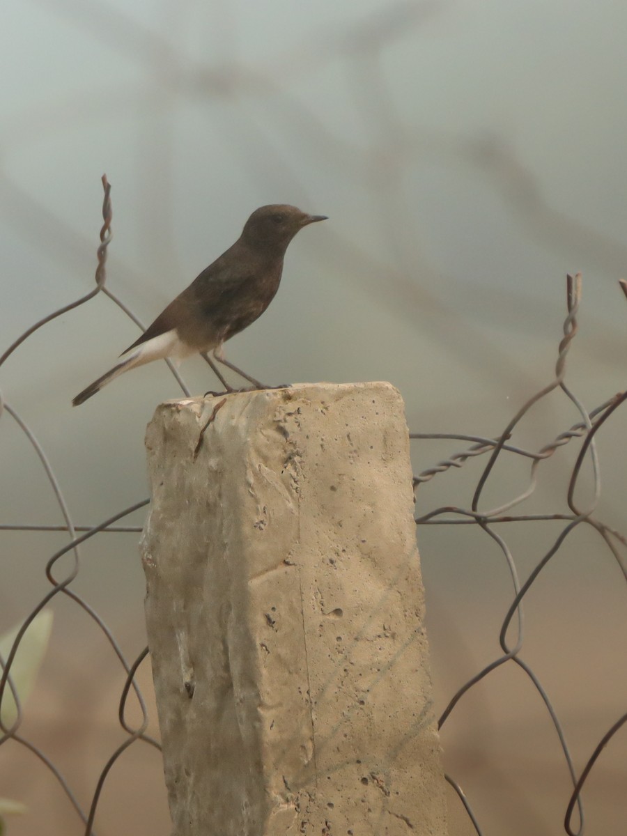 Collalba Variable - ML644511698