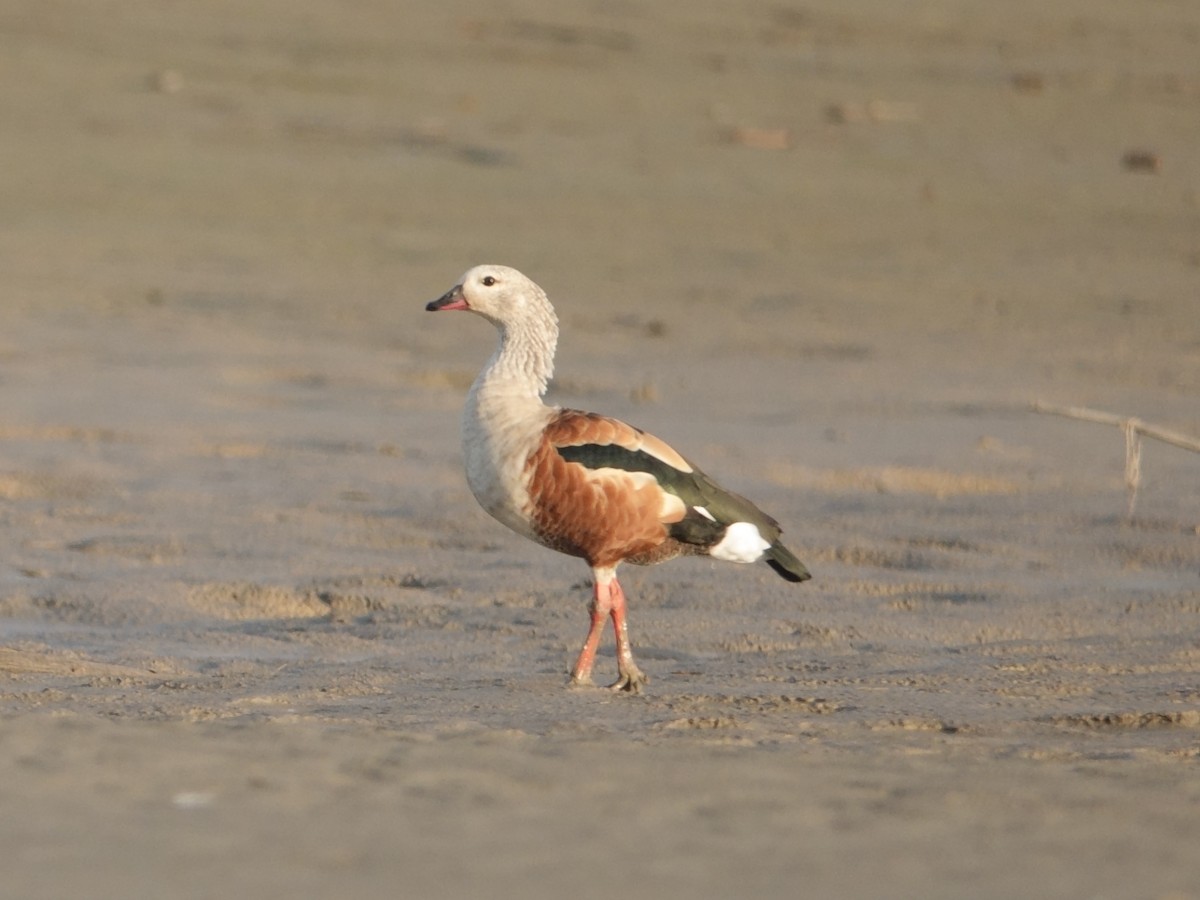 Orinoco Goose - ML644511699