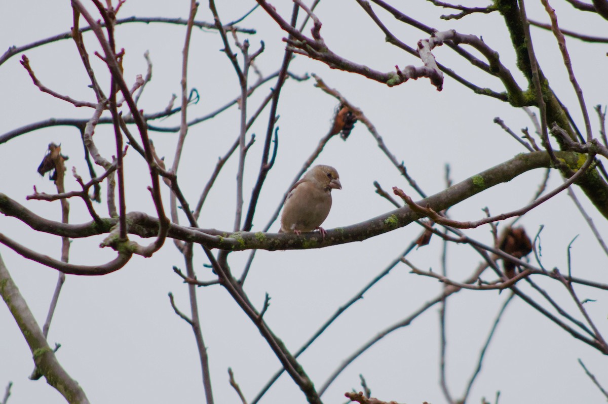 シメ - ML644511701