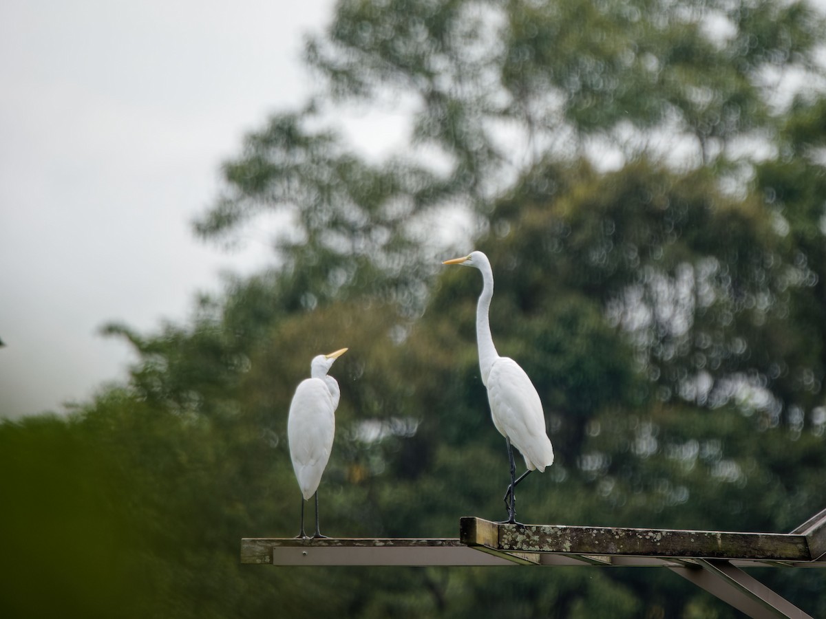 Medium Egret - ML644511702