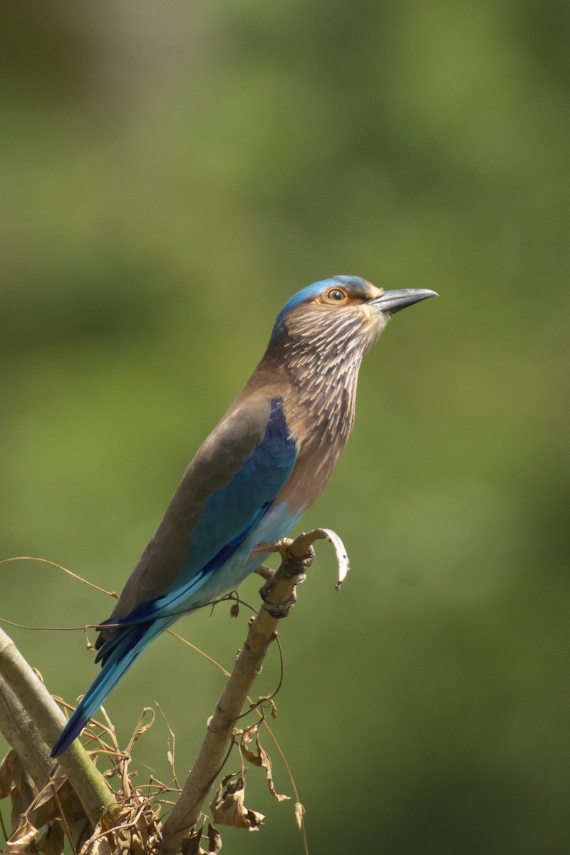 bengalråke - ML644511736