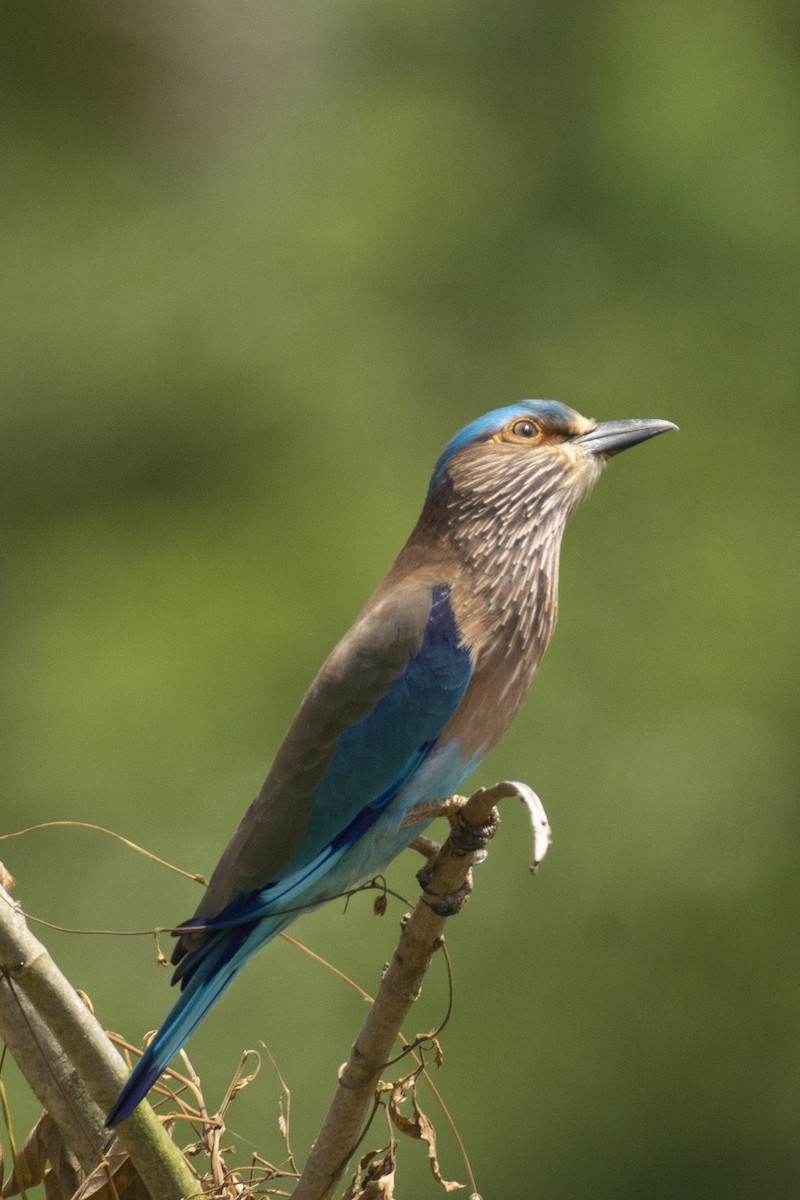 bengalråke - ML644511737