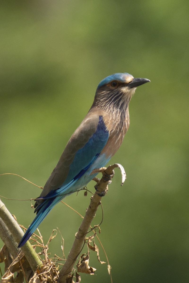 bengalråke - ML644511738