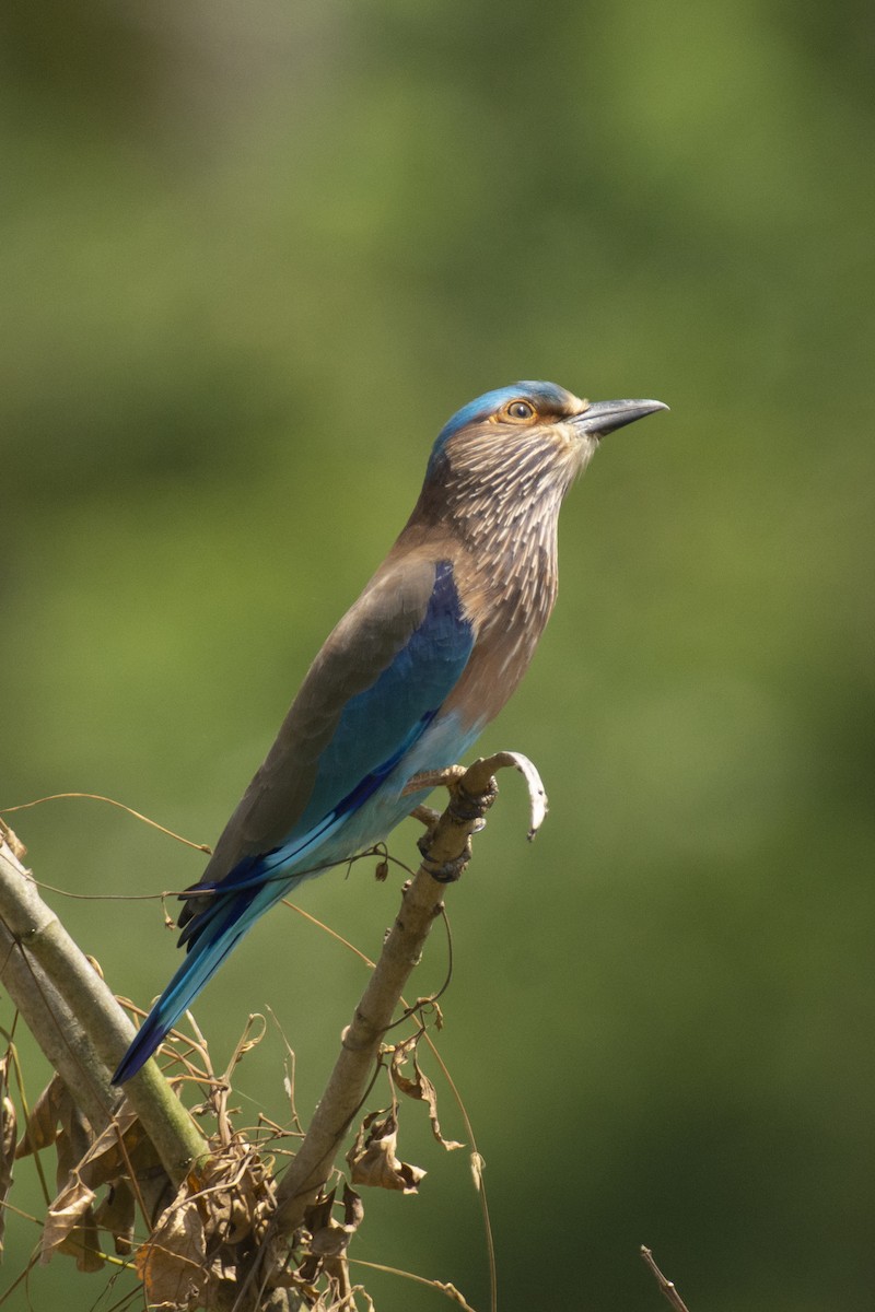 bengalråke - ML644511739