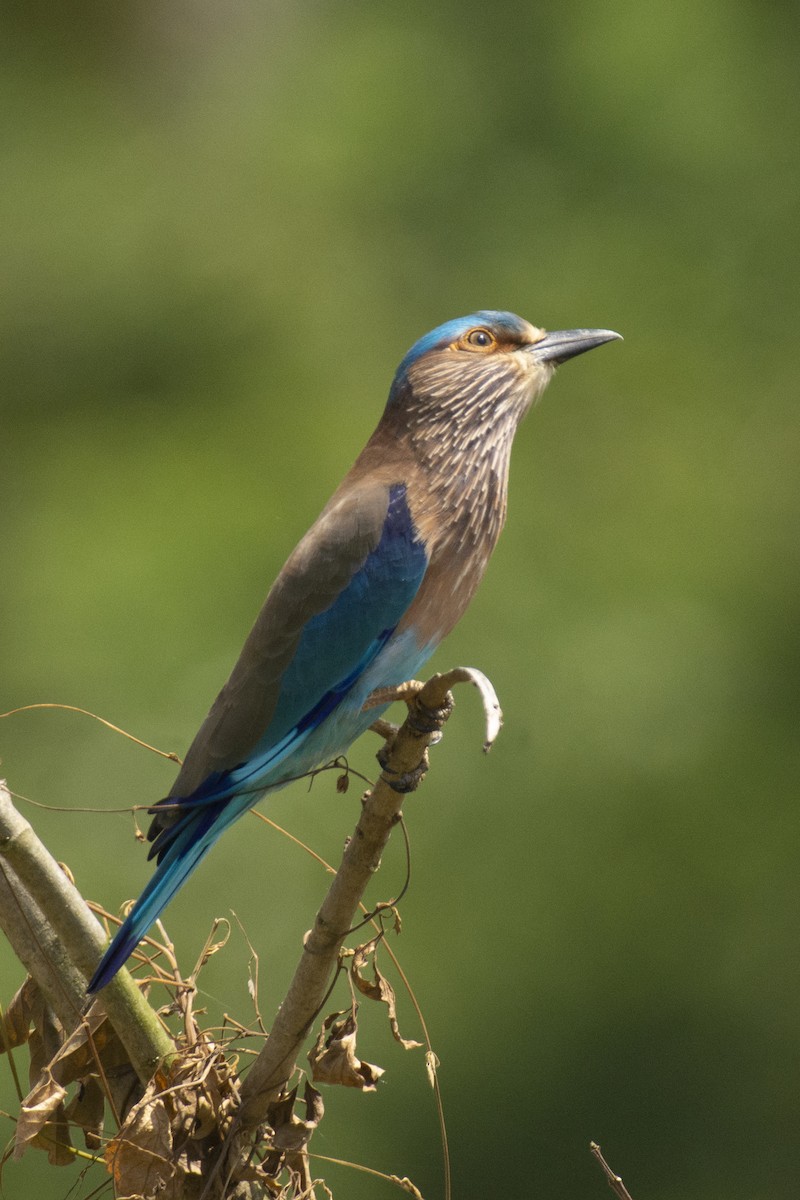 bengalråke - ML644511740