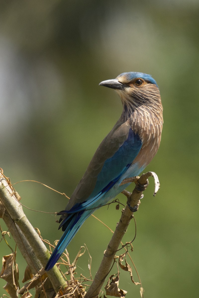 bengalråke - ML644511742