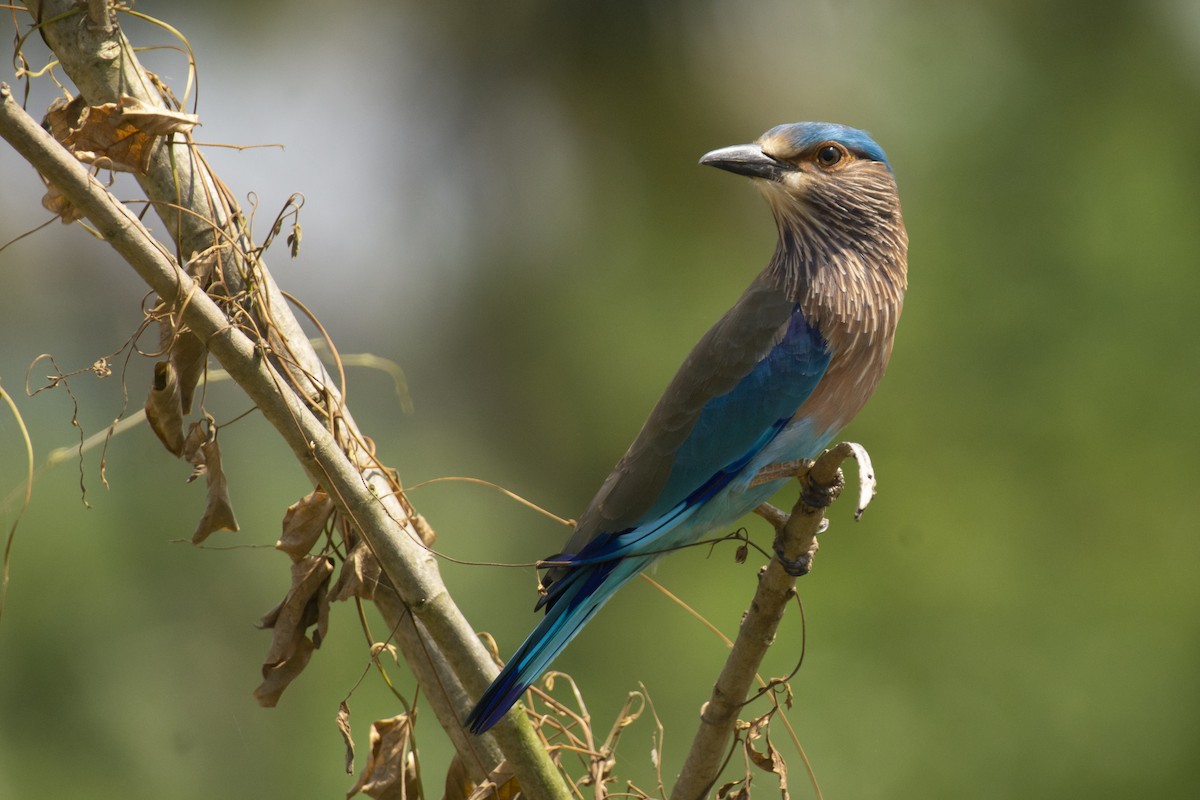 bengalråke - ML644511743