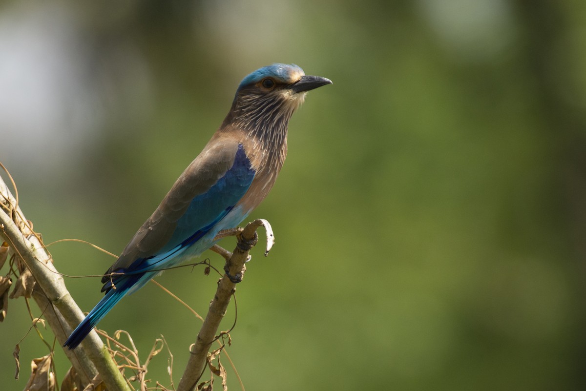 bengalråke - ML644511745