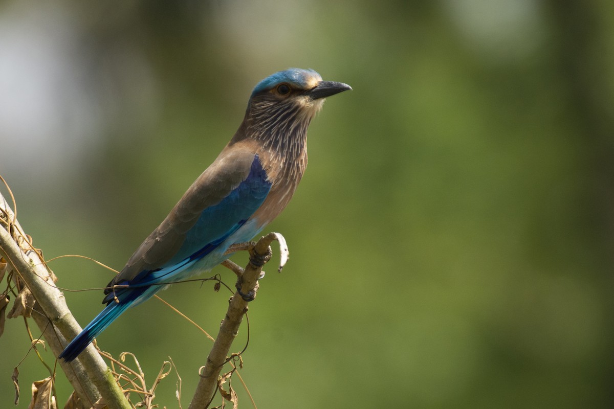 bengalråke - ML644511746