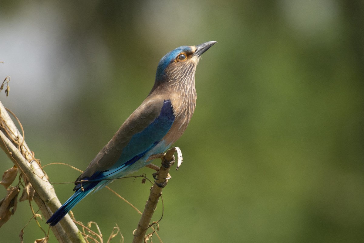 bengalråke - ML644511747