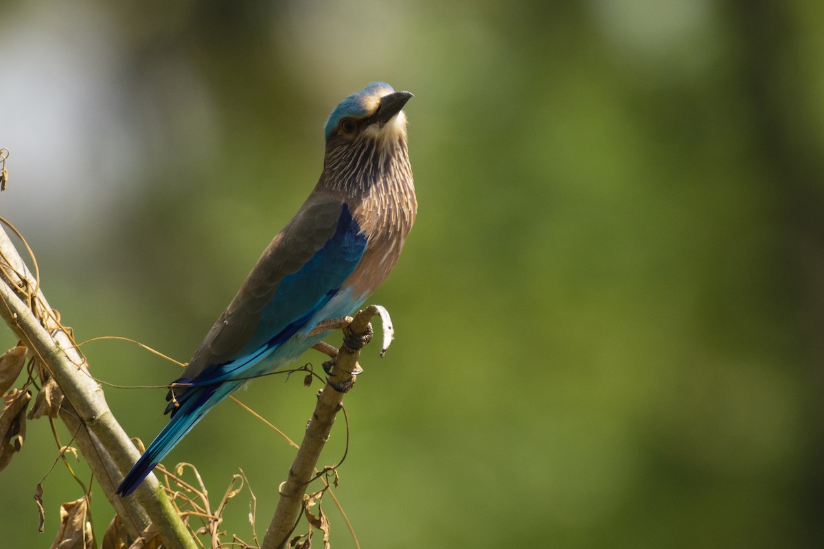 bengalråke - ML644511748