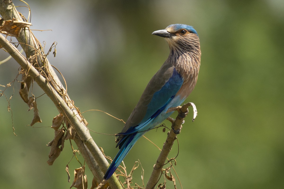 bengalråke - ML644511749