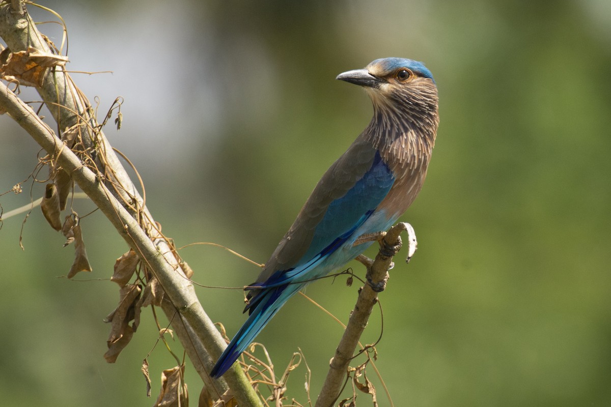 bengalråke - ML644511750