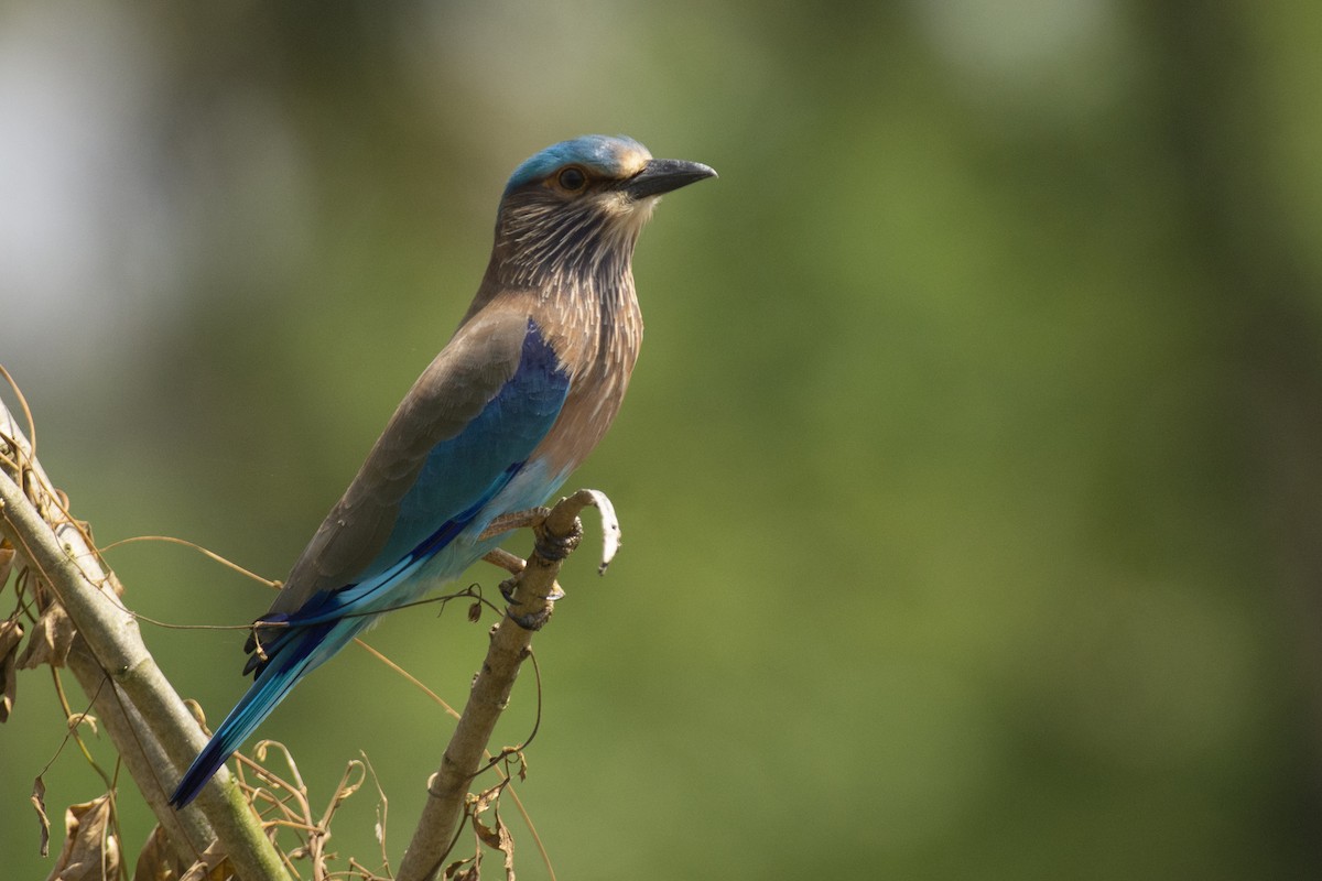 bengalråke - ML644511751