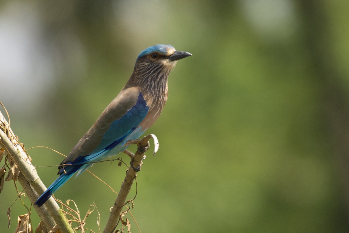 bengalråke - ML644511752