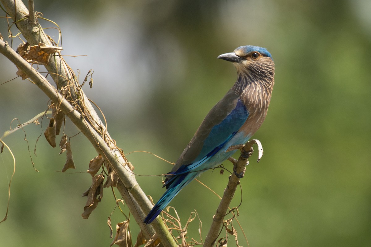 bengalråke - ML644511754