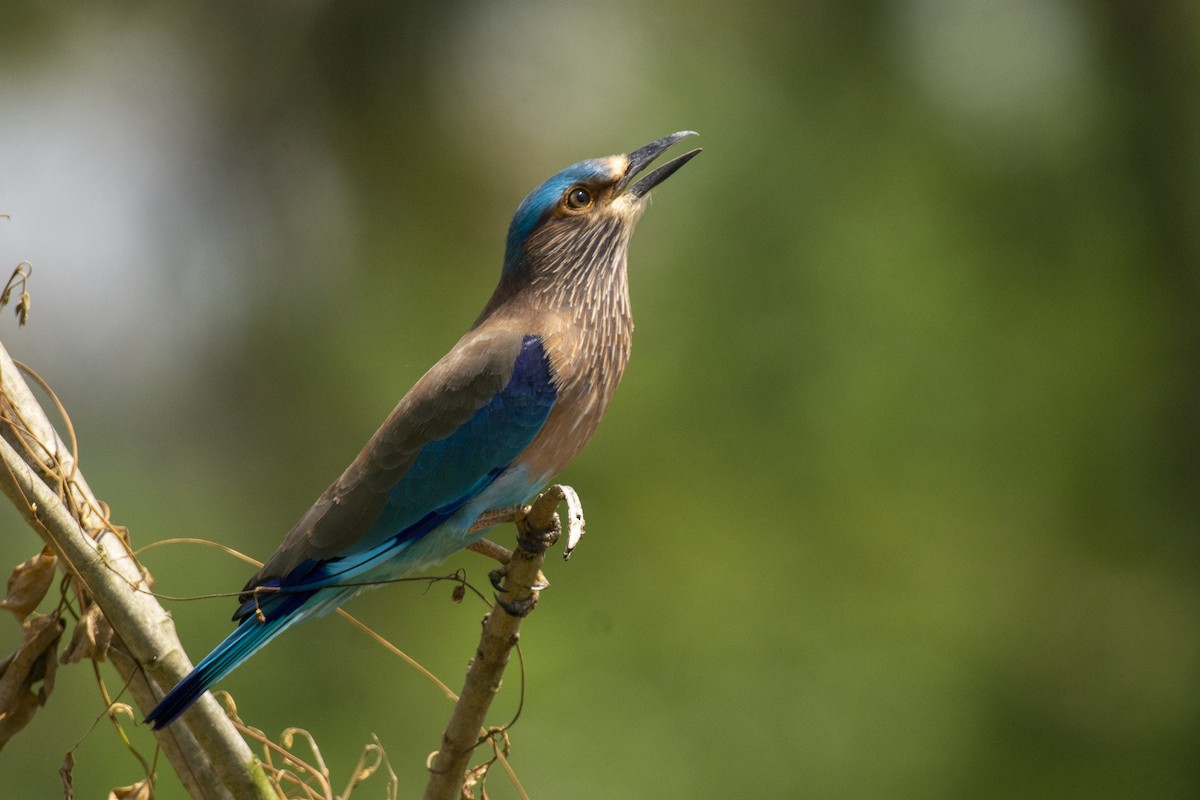 bengalråke - ML644511755