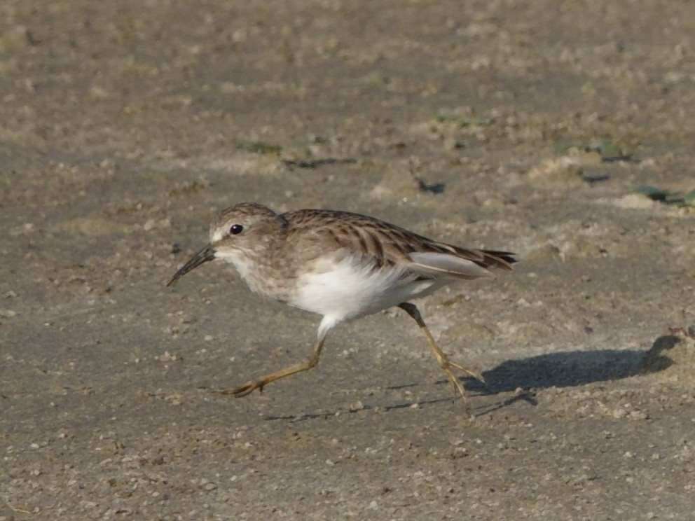 pygmésnipe - ML644511765