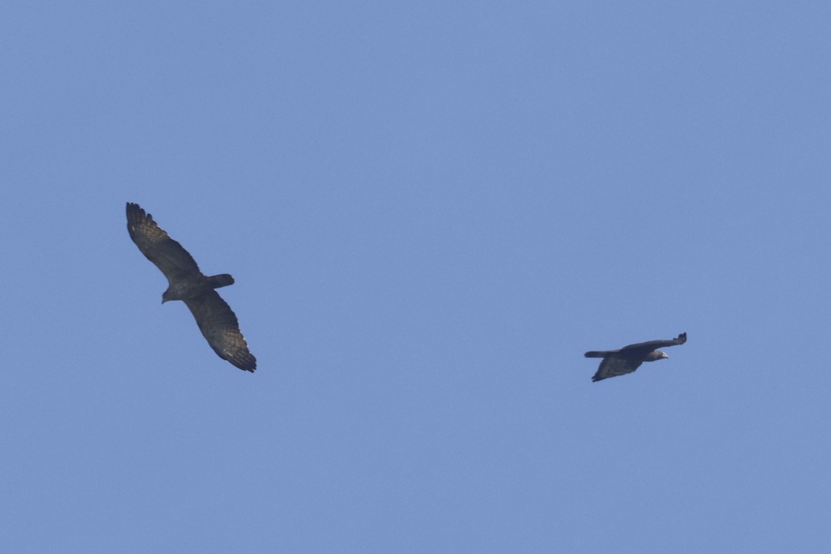 Abejero Oriental - ML644511767