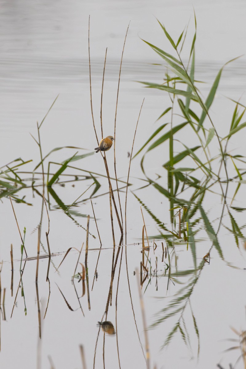 pungmeis - ML644511768