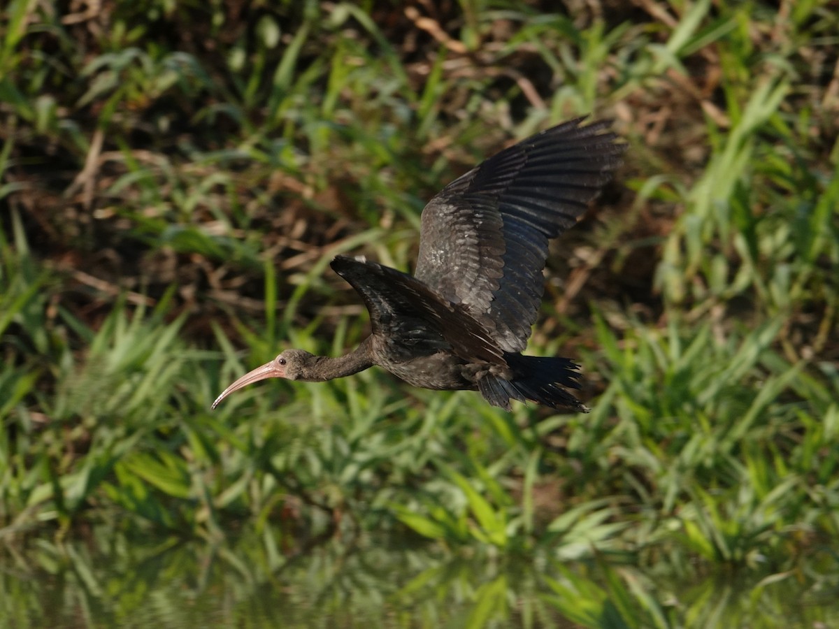 Bare-faced Ibis - ML644511769