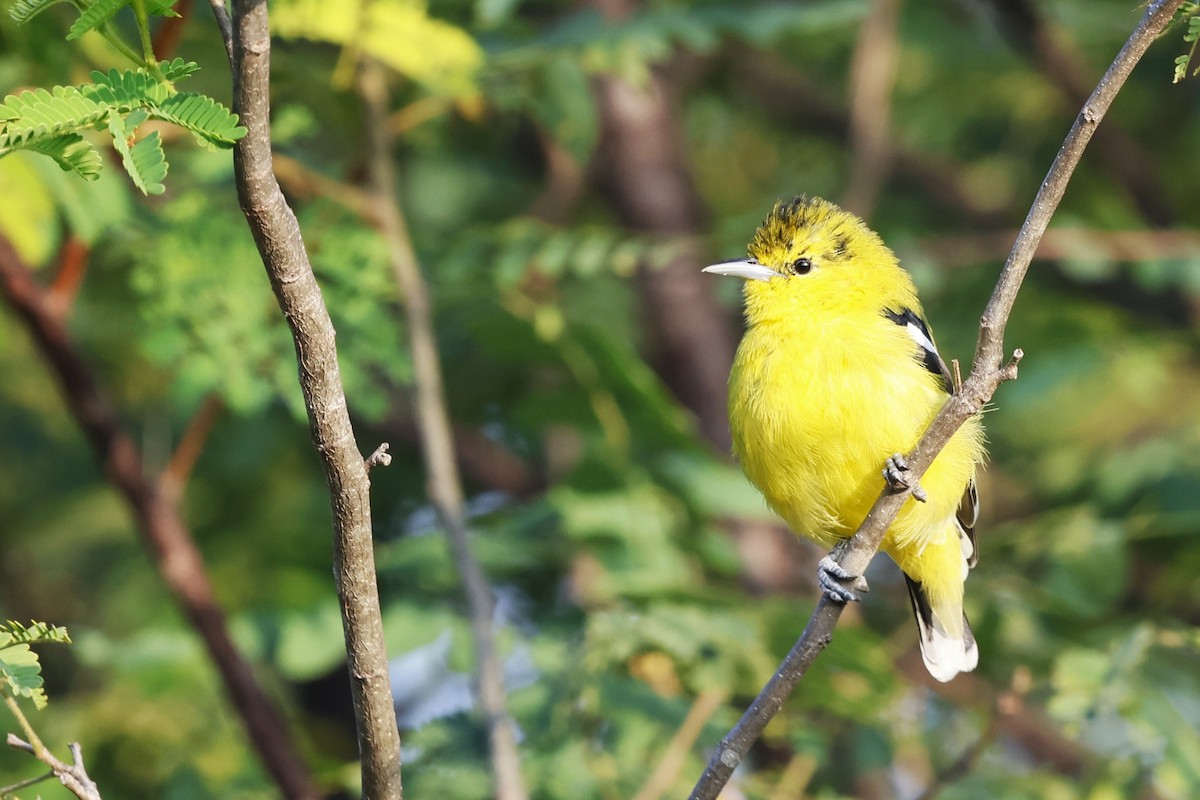 Iora Coliblanca - ML644511770