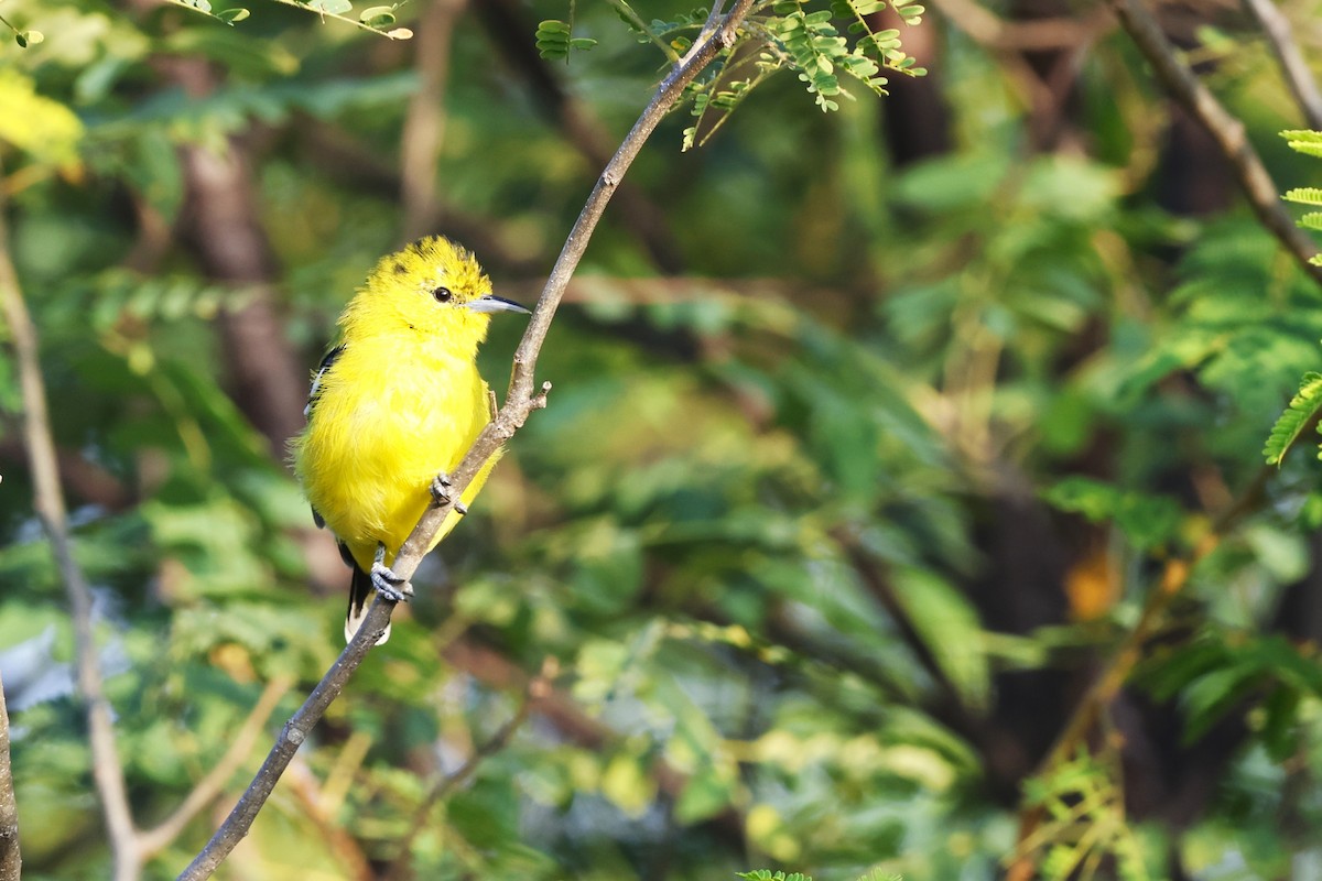 Iora Coliblanca - ML644511771