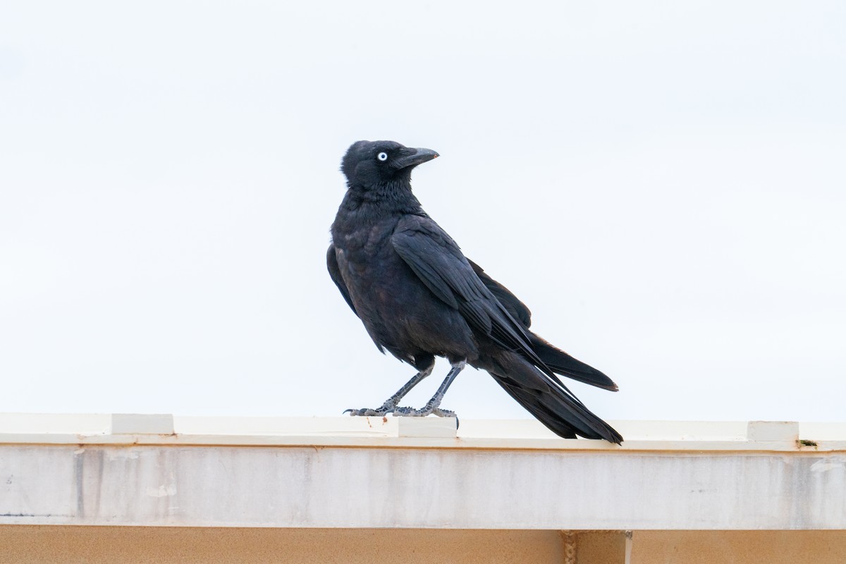 Bennettkrähe - ML644511772