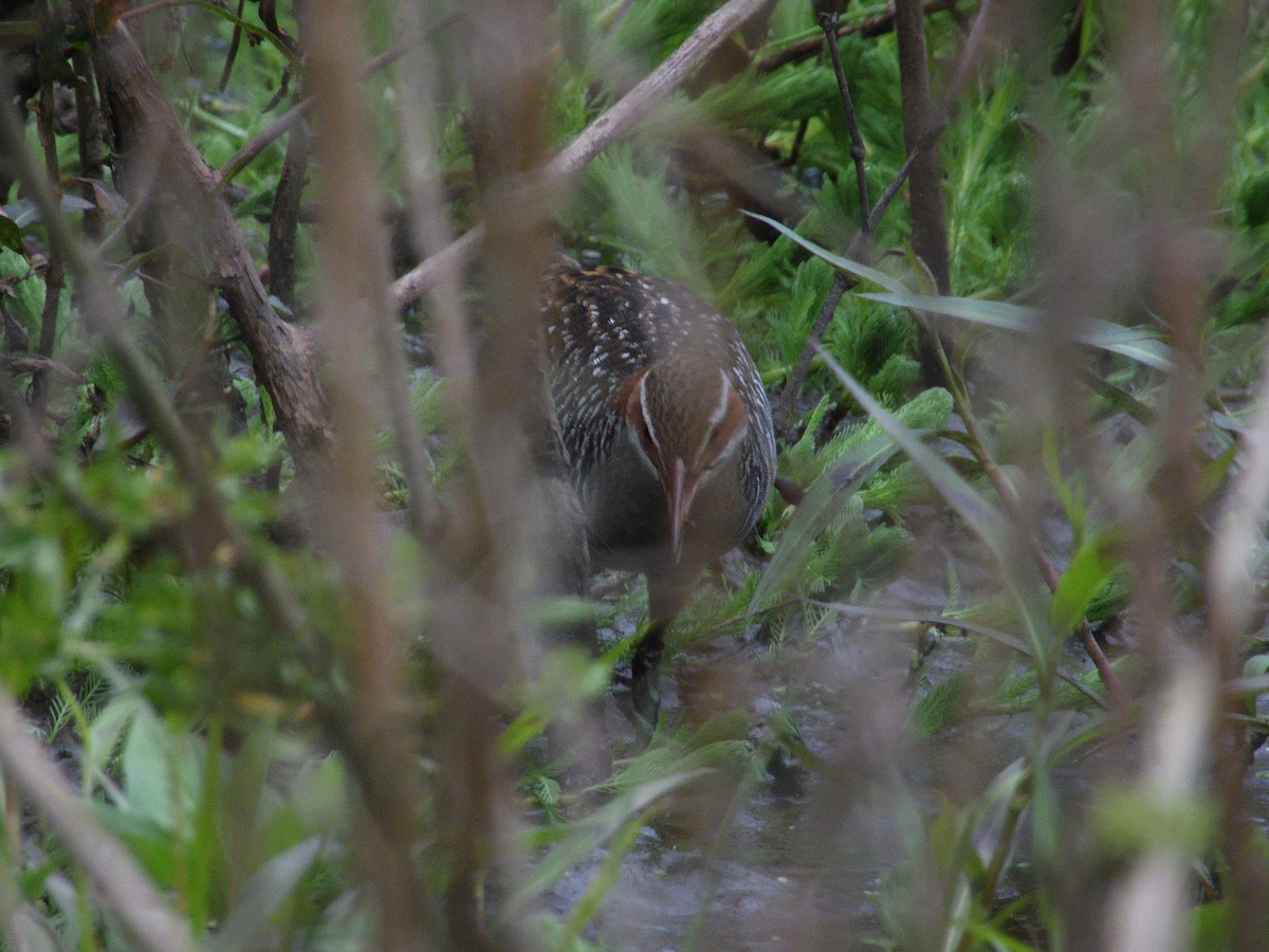 Filipin Sukılavuzu - ML644511773