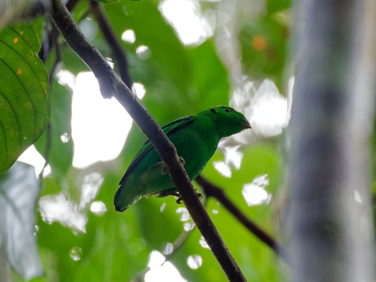 Green Broadbill - ML644511777