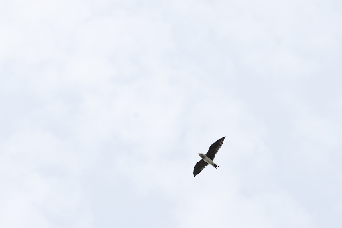 Canastera Oriental - ML644511778