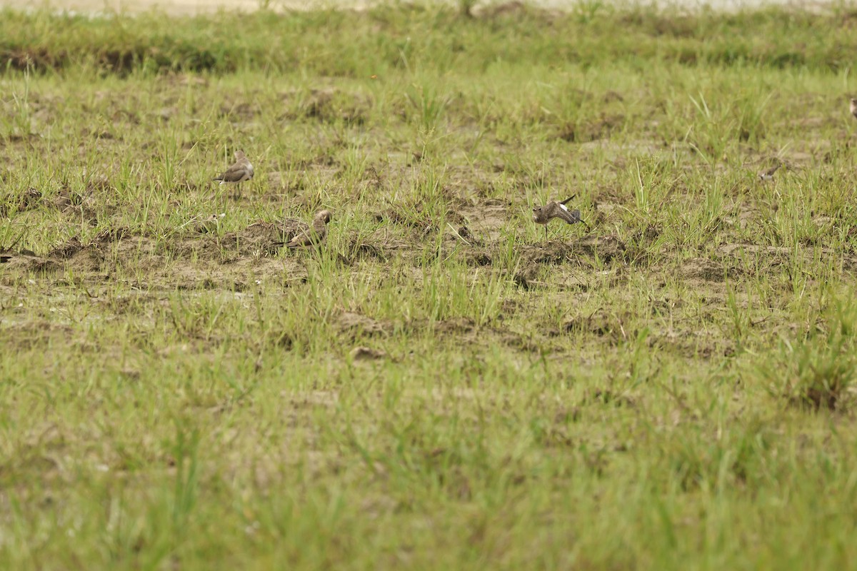 Canastera Oriental - ML644511781