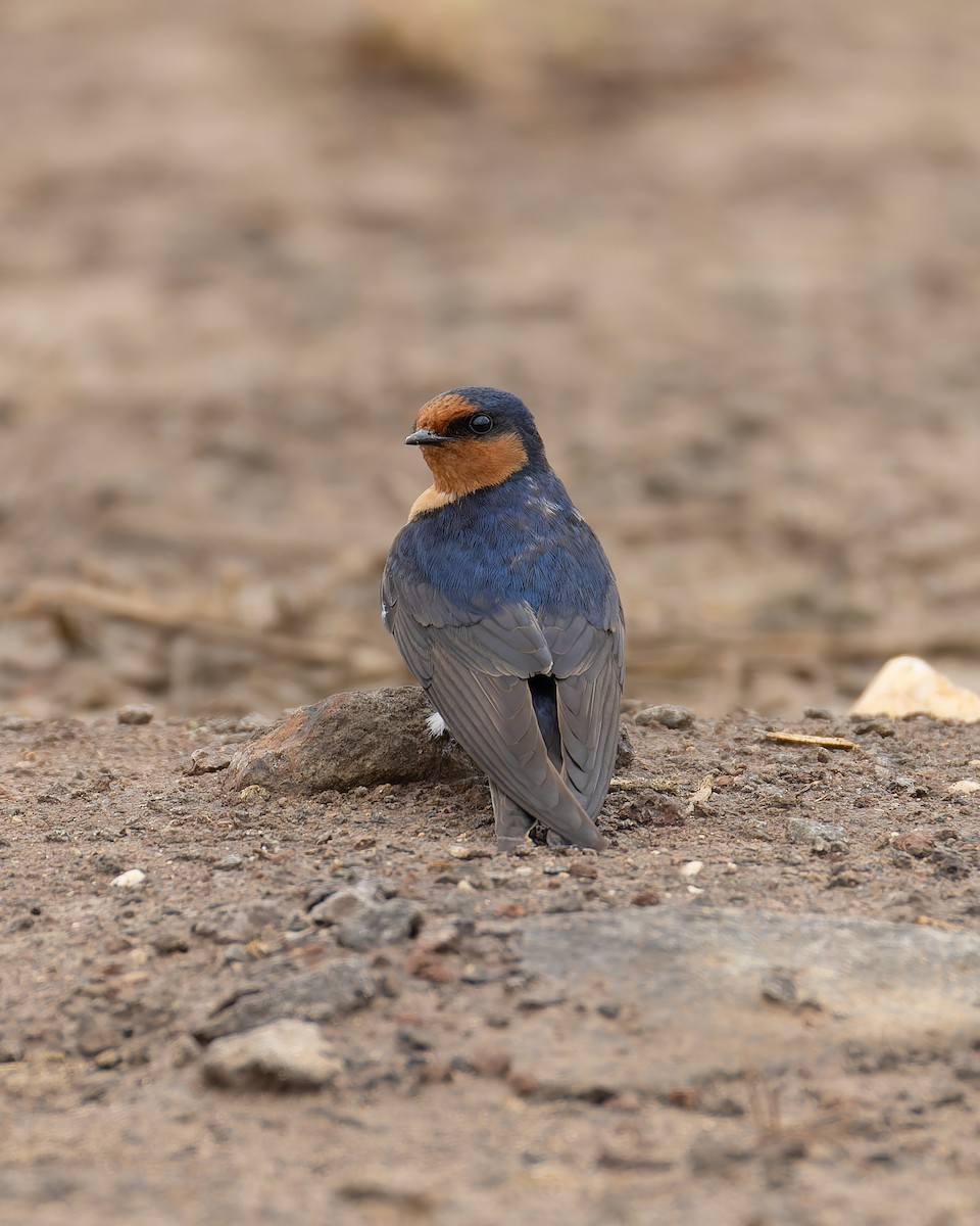 Welcome Swallow - ML644511783