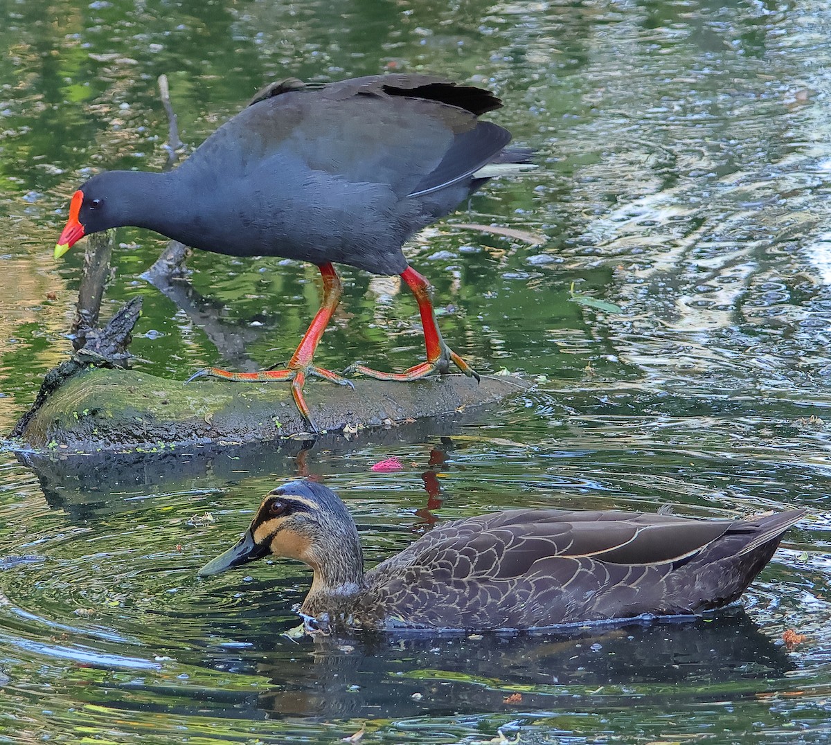 Dusky Moorhen - ML644511784