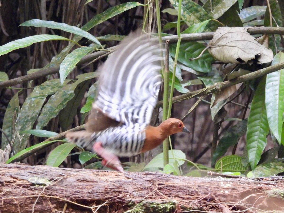 Red-legged Crake - ML644511787
