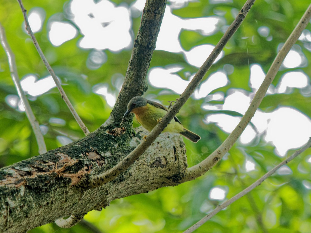 Ruby-cheeked Sunbird - ML644511791