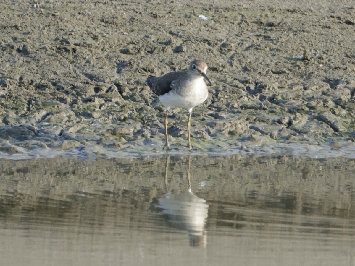 Solitary Sandpiper - ML644511803