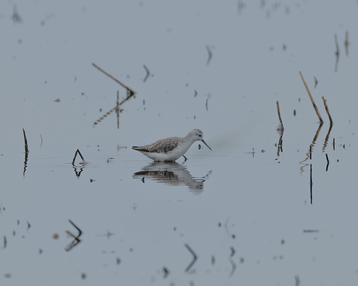 Marsh Sandpiper - ML644511806