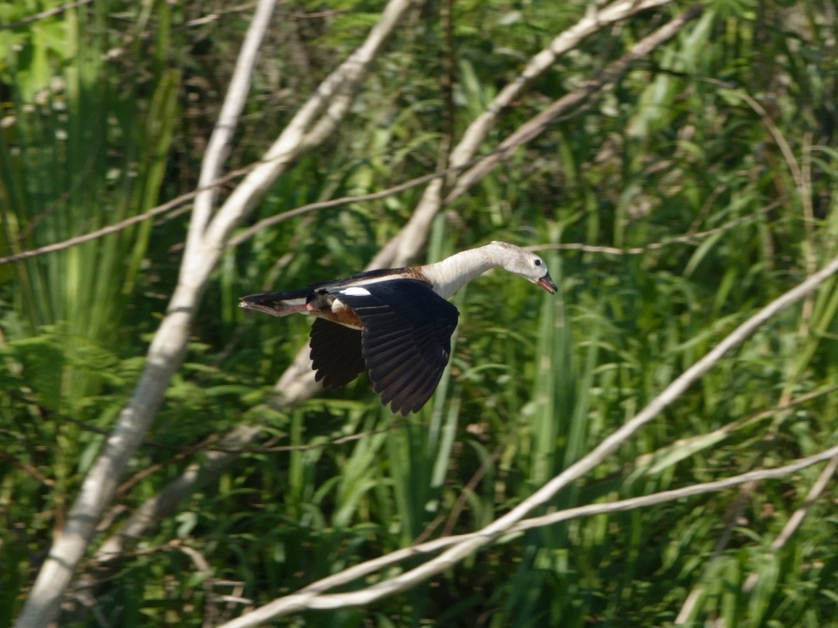 Orinoco Goose - ML644511807